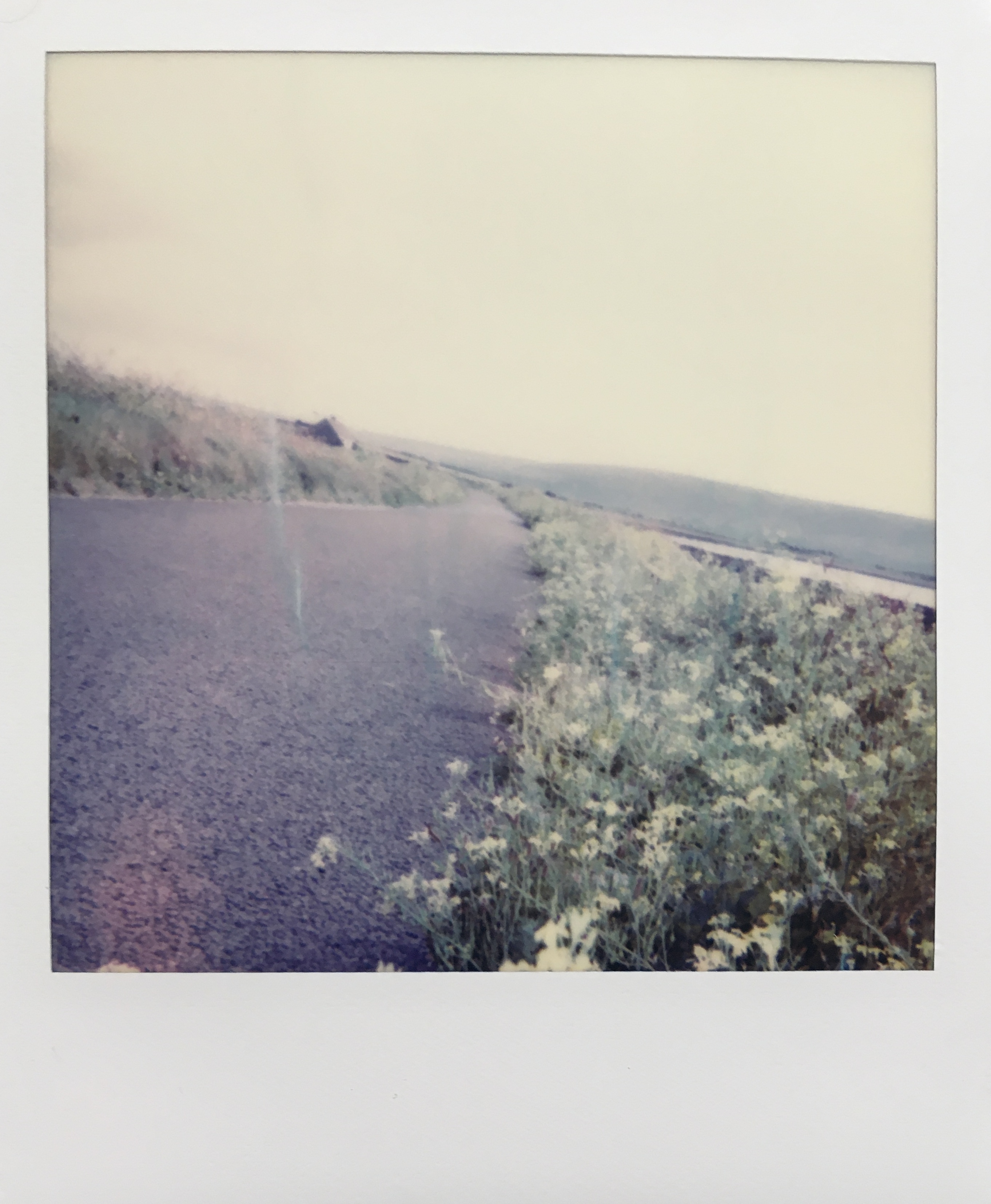 In the foreground, a narrow road runs between small yellow flowers; in the background, the horizon of the bay slants open.