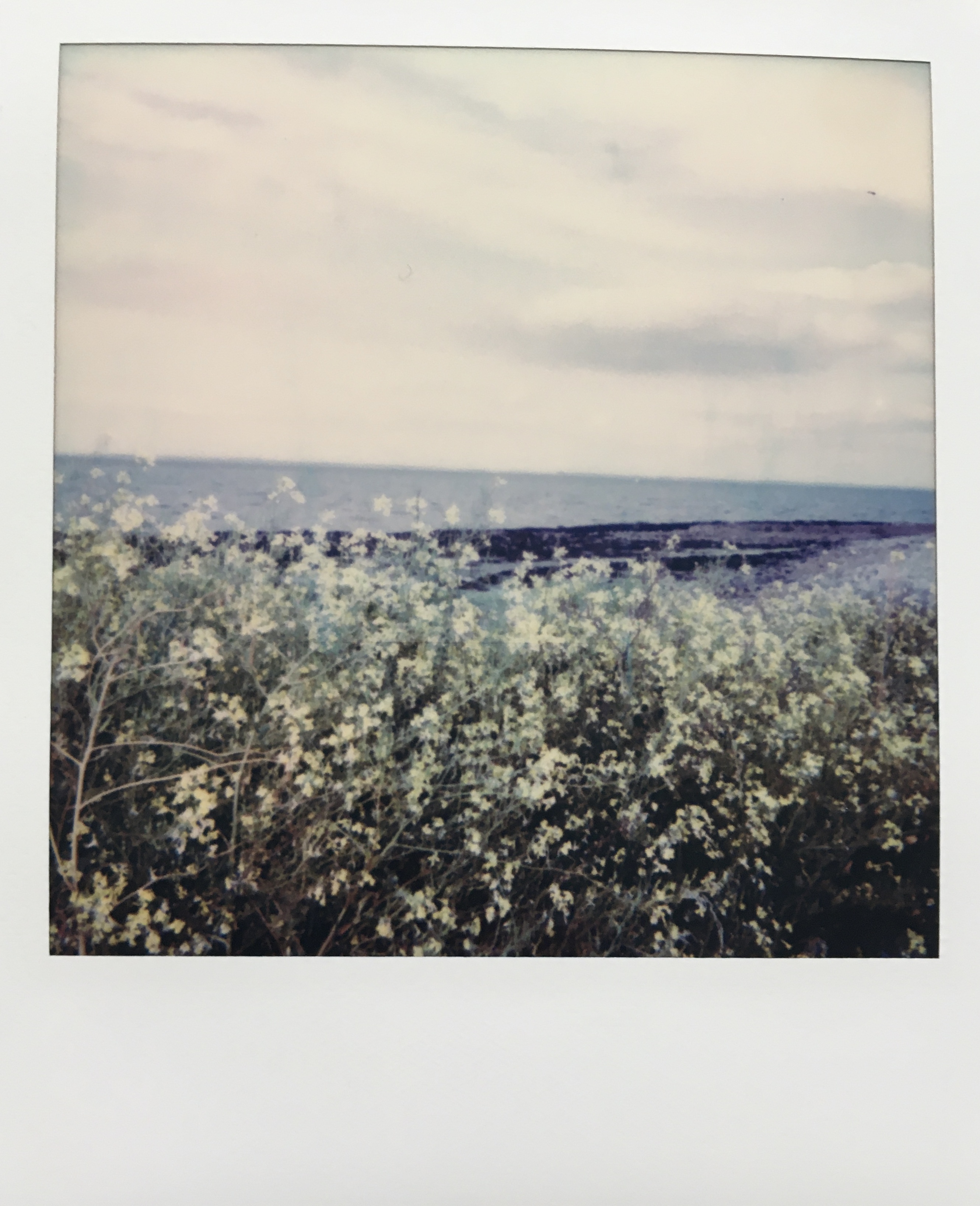 A clump of small yellow flowers foreground the lines of dark rocks and the big grey bay.