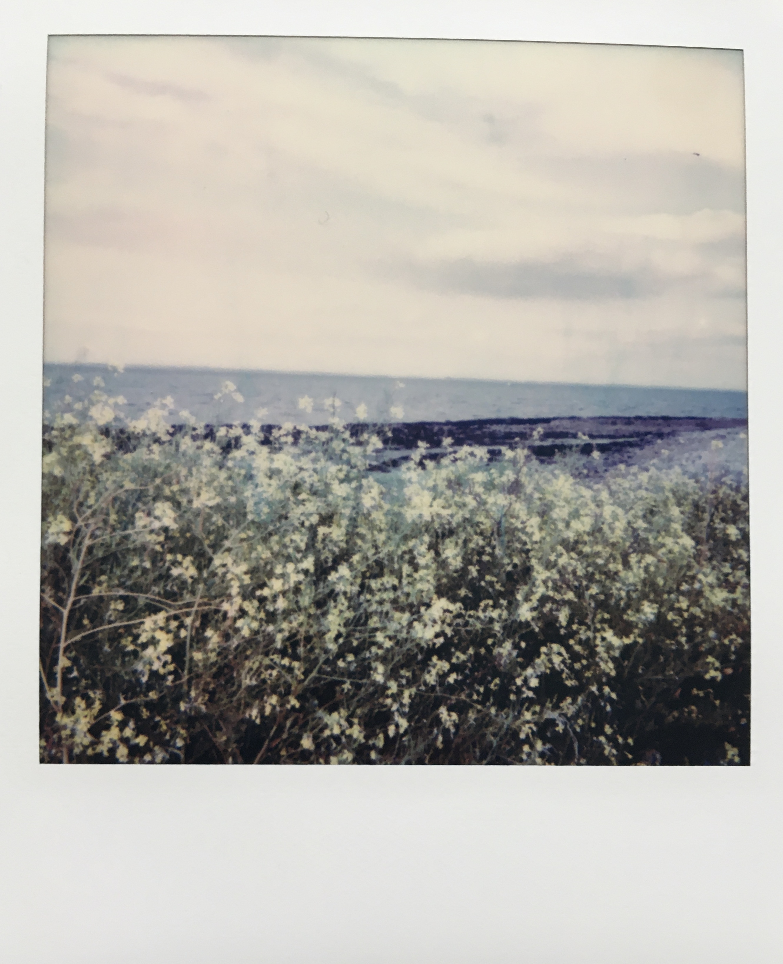 A clump of small yellow flowers foreground the lines of dark rocks and the big grey bay. 