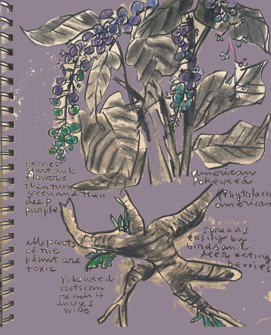 LMM pokeberries. A drawing of purple and green pokeberries with black/grey leaves. Around the berries is handwritten text about pokeberries.