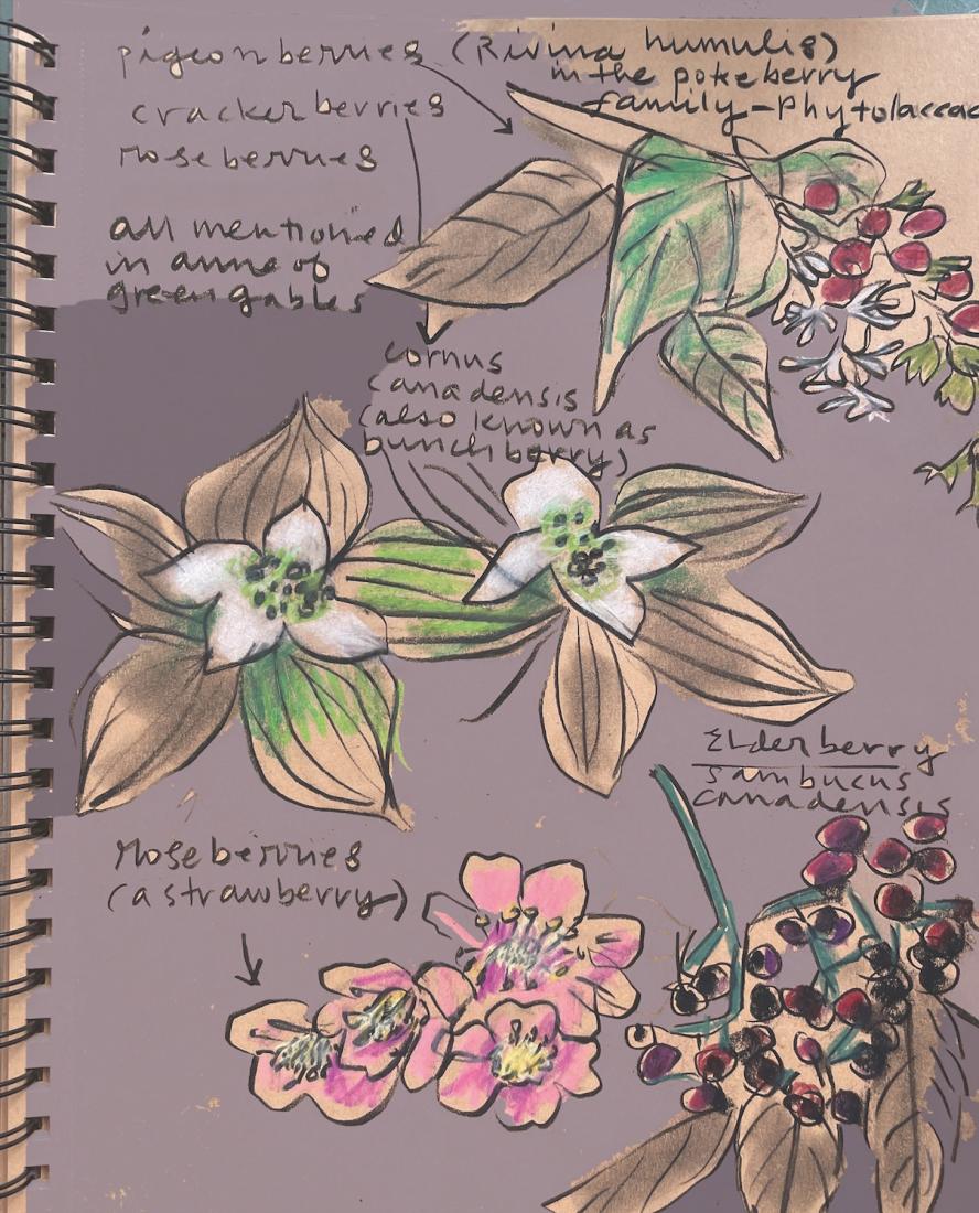 LMM different berries. A hand-drawn picture of pigeonberries, crackerberries, roseberries, and elderberries, each labelled with handwritten text. The text also includes the statement: “all mentioned in Anne of Green Gables.”