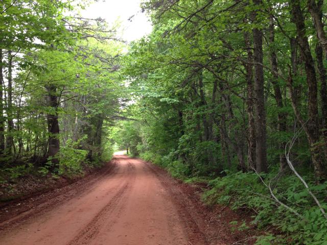 Bend in the Road A red dirt road winding through trees and greenery.