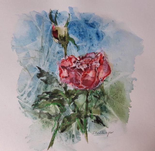 Rose Small watercolour illustration of a red rose and rosebud.