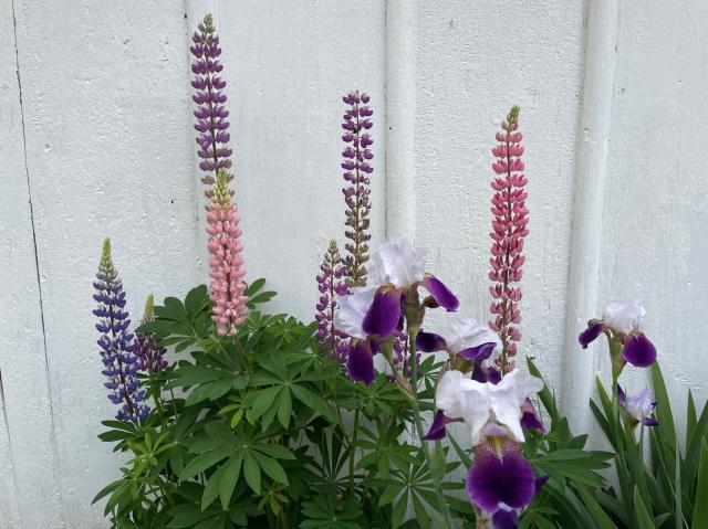 photo of lupines and other flowers in front of a white fence