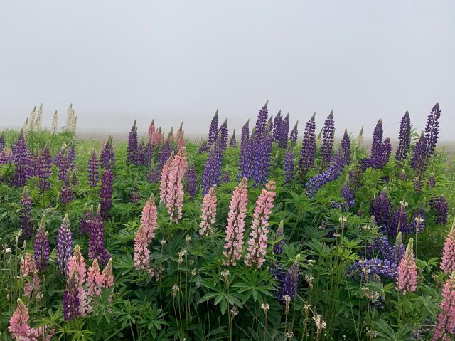 Gothie Sarah Visual lupines