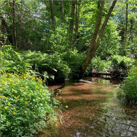 Gothie_BALSAM HOLLOW A sunlit forest scene. Summery green trees and ferns surround a gently flowing brook with yellow wildflowers in foreground.