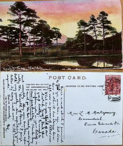 Scotch Firs, Wastdale. Photo of a postcard. The top (front) is a painting of a group of Scotch firs at sunset. The bottom (back) is a written message to Montgomery.