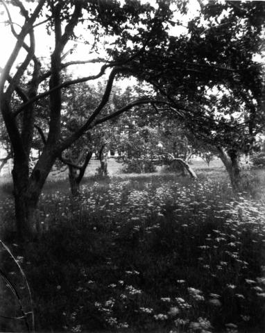 Black-and-white photograph of orchard with arching tree branches over light-coloured flowers.