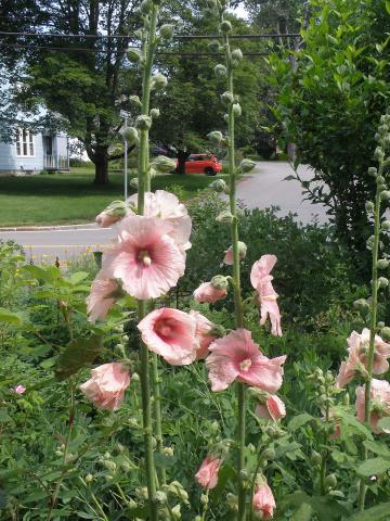 Flower with tall green stalks and pale pink blossoms.