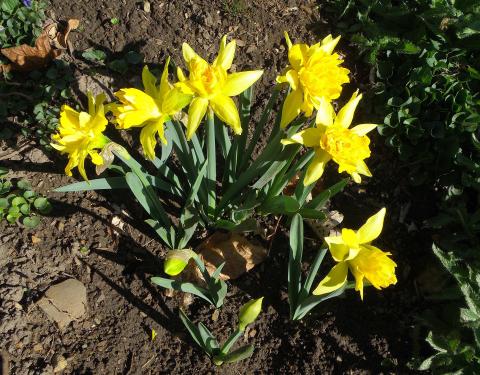 Clump of bright yellow flowers with tightly packed centres and trailing petals.