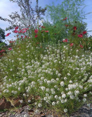 Clump of white flowers with multiple small blossoms surrounded by feathery green plants and magenta flowers with yellow centres.   