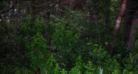 A photograph of many trees growing close together.