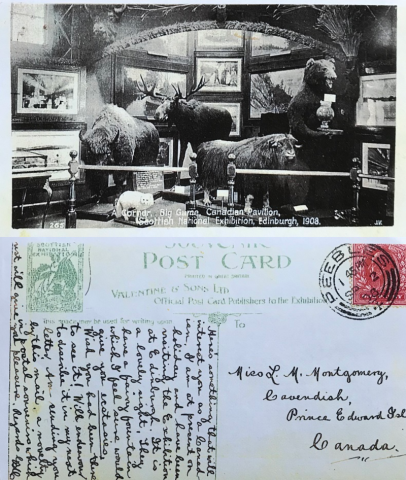Exhibition. Postcard from George B. MacMillan to L.M. Montgomery Photo of a postcard. Top (front) is a photo of taxidermied animals in a room. The bottom (back) is a written message to Montgomery.