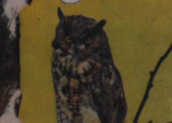 A dark owl in front of a yellow moon
